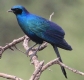 [Burchell's Glossy-Starling]