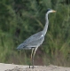 [Black-headed Heron]