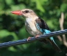 [Brown-headed Kingfisher]