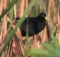 [Black Crake]