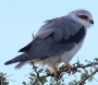 [Black-shouldered Kite]