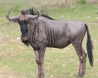 [Blue Wildebeest]