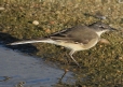 [Cape Wagtail]