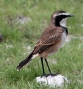 [Capped Wheatear]