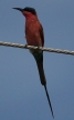 [Carmine Bee-Eater]