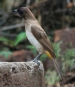 [Common Bulbul]