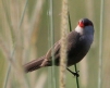 [Common Waxbill]