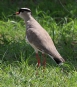 [Crowned Lapwing]