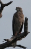 [Dark Chanting Goshawk]