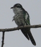 [Dideric Cuckoo]