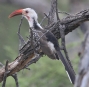 [Damara Red-billed Hornbill]