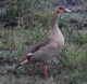 [Egyptian Goose]