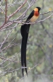 [Eastern Paradise-Whydah]