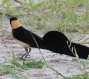 [Eastern Paradise-Whydah]