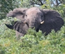 [African Elephant]