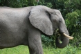 [African Elephant]