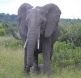 [African Elephant]