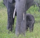 [African Elephant]