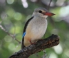 [Grey-headed Kingfisher]