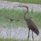 [Goliath Heron]