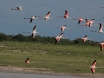 [Greater Flamingo]