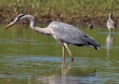 [Grey Heron]