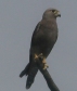 [Grey Kestrel]