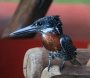 [Giant Kingfisher]