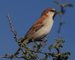 [Great Rufous Sparrow]