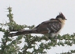 [Great-spotted Cuckoo]
