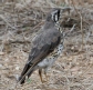 [Groundscraper Thrush]