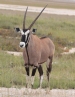 [Gemsbok (Oryx)]