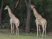 [Giraffe]