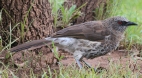 [Hartlaub's Babbler]