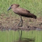 [Hammerkop]