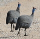 [Helmeted Guineafowl]