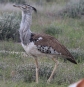 [Kori Bustard]