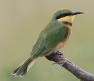 [Little Bee-Eater]