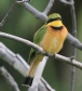 [Little Bee-Eater]