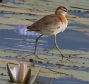 [Lesser Jacana]