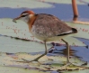 [Lesser Jacana]