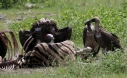 [Lappet-faced Vulture]