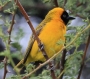 [Lesser Masked Weaver]