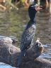 [Long-tailed Cormorant]