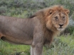 [Lion]