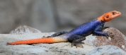 [Red-headed Rock Agama]