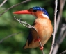 [Malachite Kingfisher]