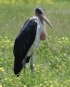 [Marabou Stork]