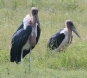 [Marabou Stork]
