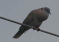 [Mourning Collared Dove]
